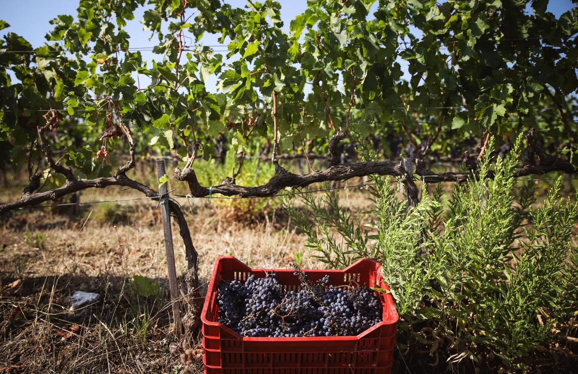 Bio Poggio Aione *