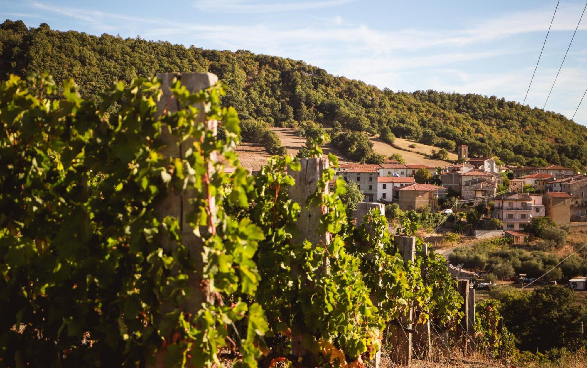 Bio Poggio Aione *